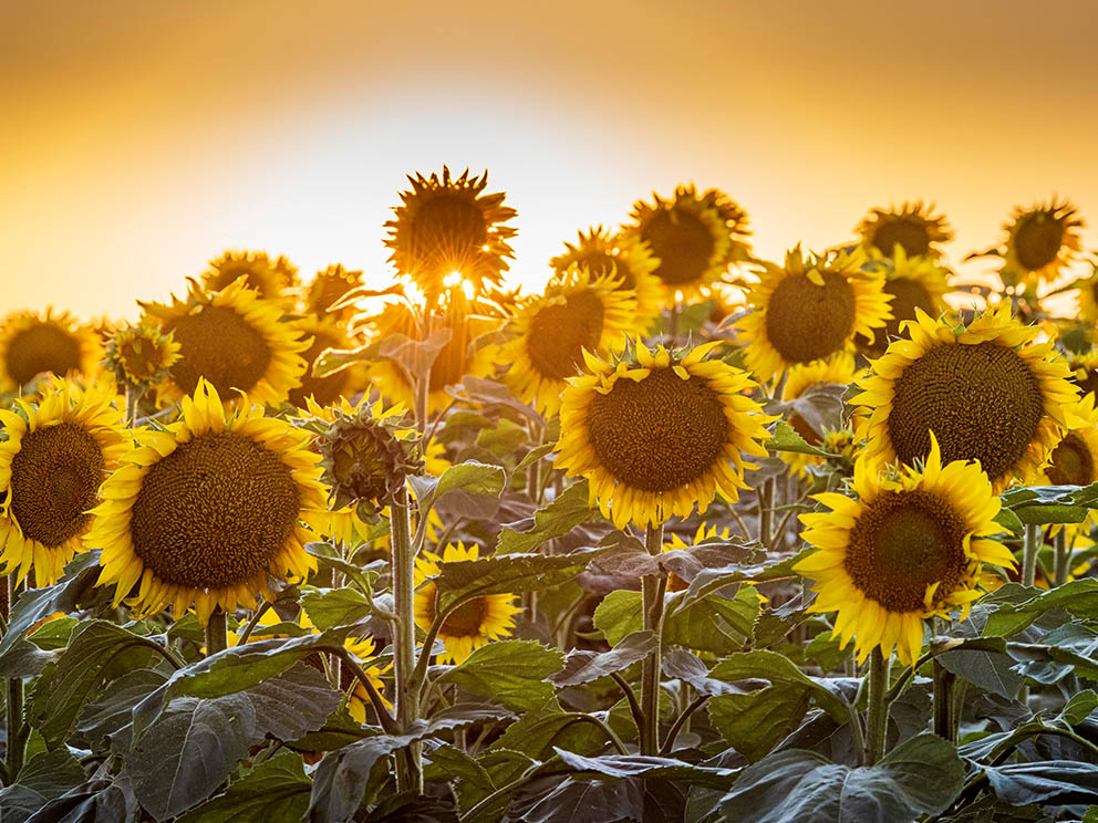 Sunflower Field in South Dakota